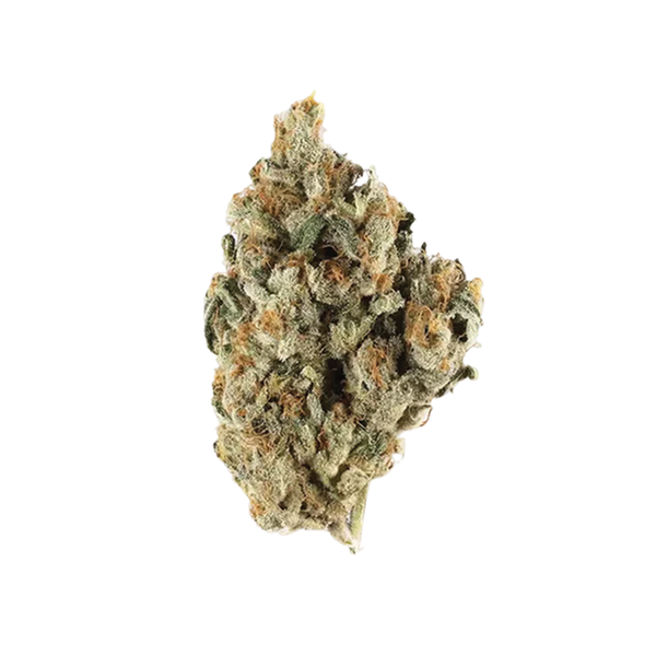 Young Gong Melody Makers - 3.5g Hybrid