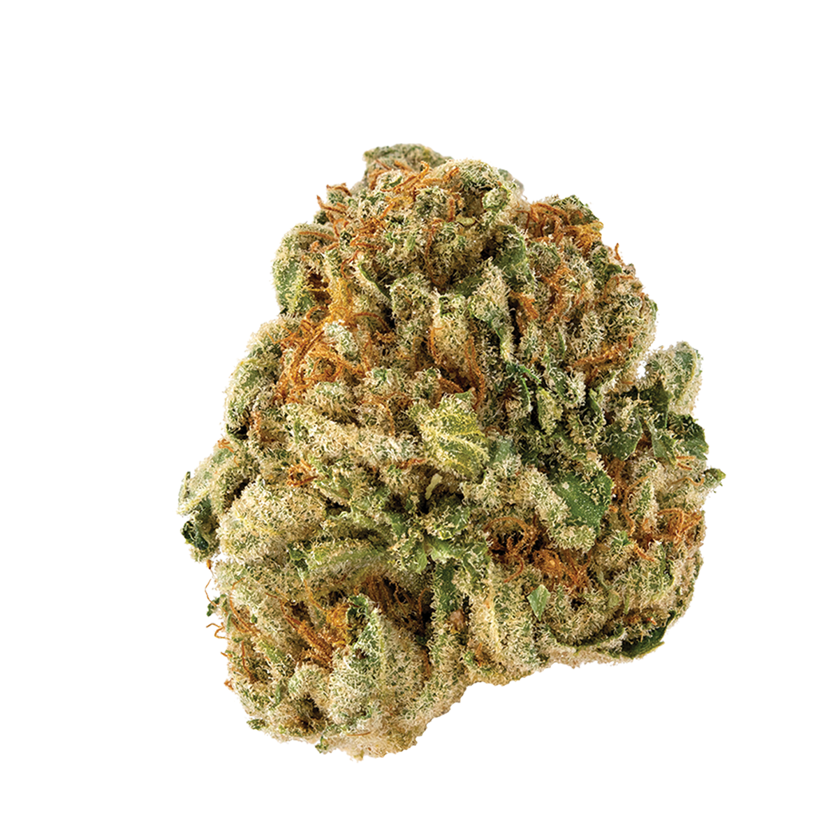 Young Gong Coming In From The Cold - 3.5g Hybrid